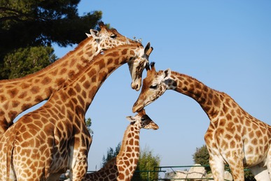 Refonte site Zoo de la Barben